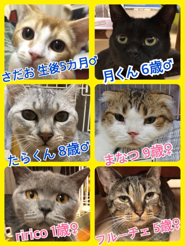 🐾今日の里親様募集中ニャンコ🐱メンバーです🐾2018,8,11